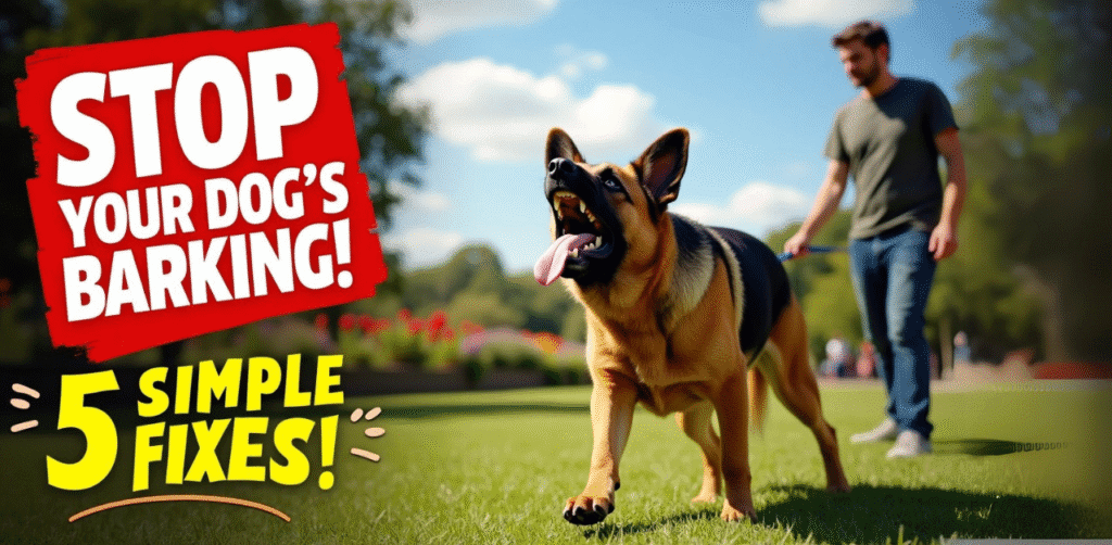5 Simple Tips to Prevent Barking at Strangers During Walks